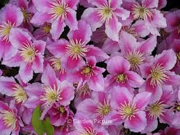 Clematis Piilu