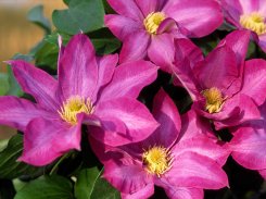 Clematis Pink Champagne