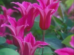 Clematis Princess Diana