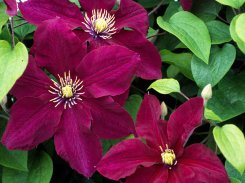 Clematis Rosemoor