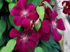 Clematis Rouge Cardinal