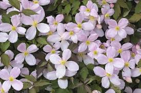 Clematis Montana Rubens