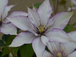 Clematis Samaritan Jo