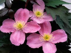 Clematis Montana Tetrarose