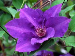 Clematis The President