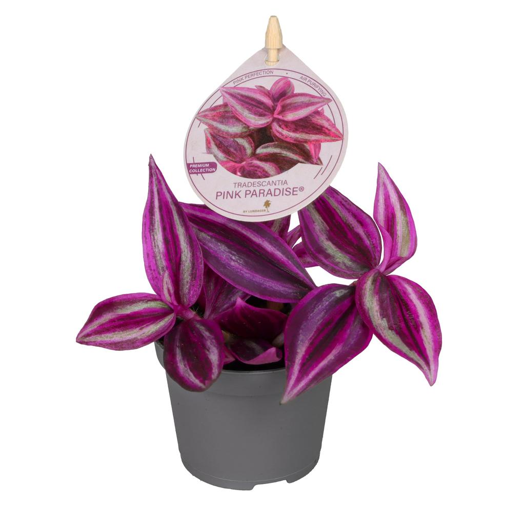 Tradescantia Pink Paradise