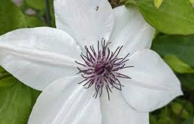 Clematis Tsukiko