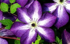 Clematis Venosa Violacea