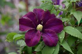 Clematis Warsaw Nike