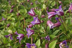 Clematis texensis Prince William