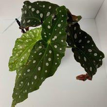 Load image into Gallery viewer, Begonia maculata

