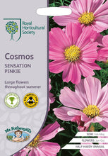 Load image into Gallery viewer, RHS- Cosmos Sensation Pinke
