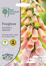 Load image into Gallery viewer, RHS- Foxglove Sutton&#39;s Apricot
