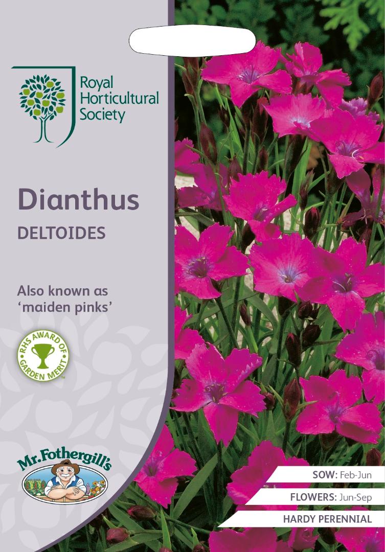 RHS- Dianthus Detoides