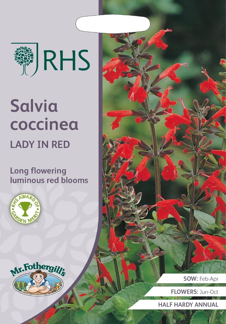 RHS- Salvia Coccinea Lady in Red