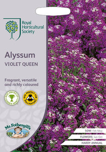 RHS- Alyssum Violet Queen