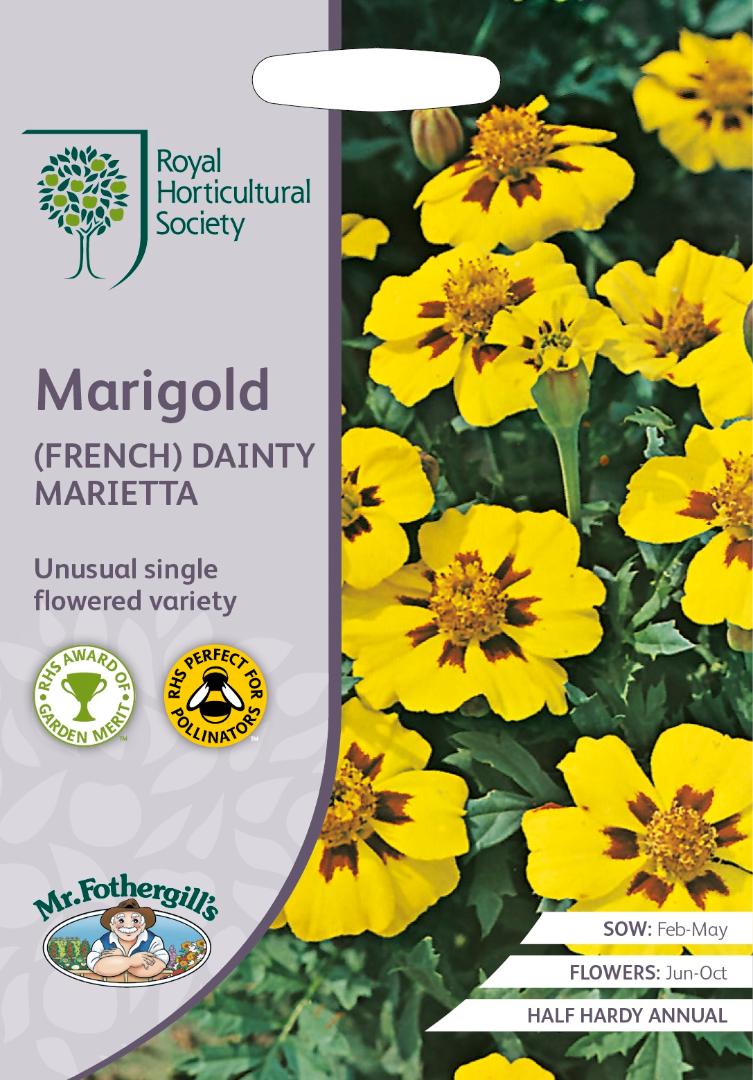 RHS- Marigold French Dainty Marietta