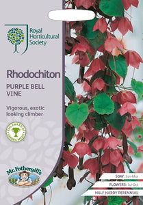 RHS- Rhodochiton Purple Bell Vine