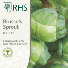 Load image into Gallery viewer, RHS- Brussel Sprout Igor
