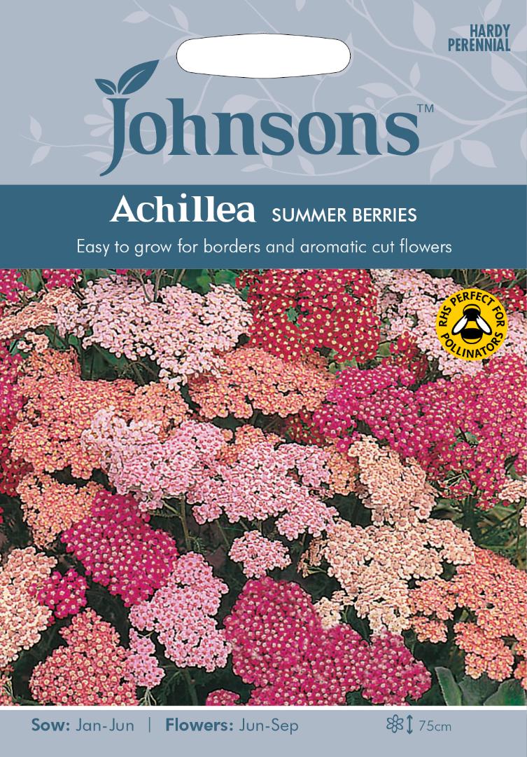 Achillea Summer Berries