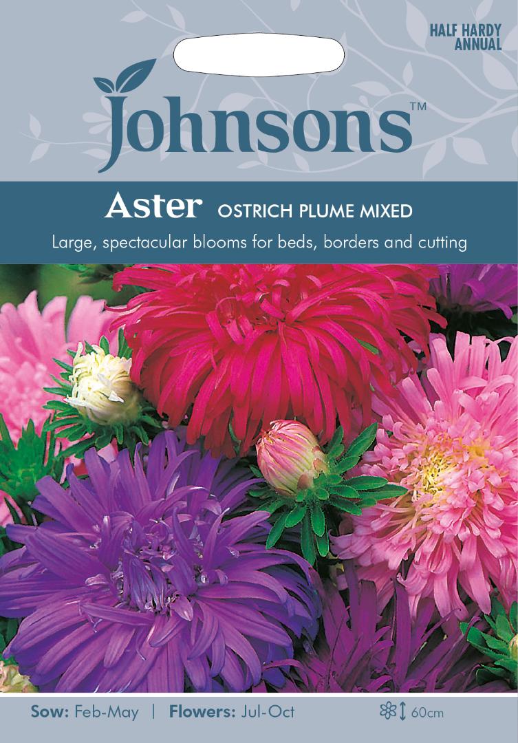 Aster Ostrich Plume Mixed