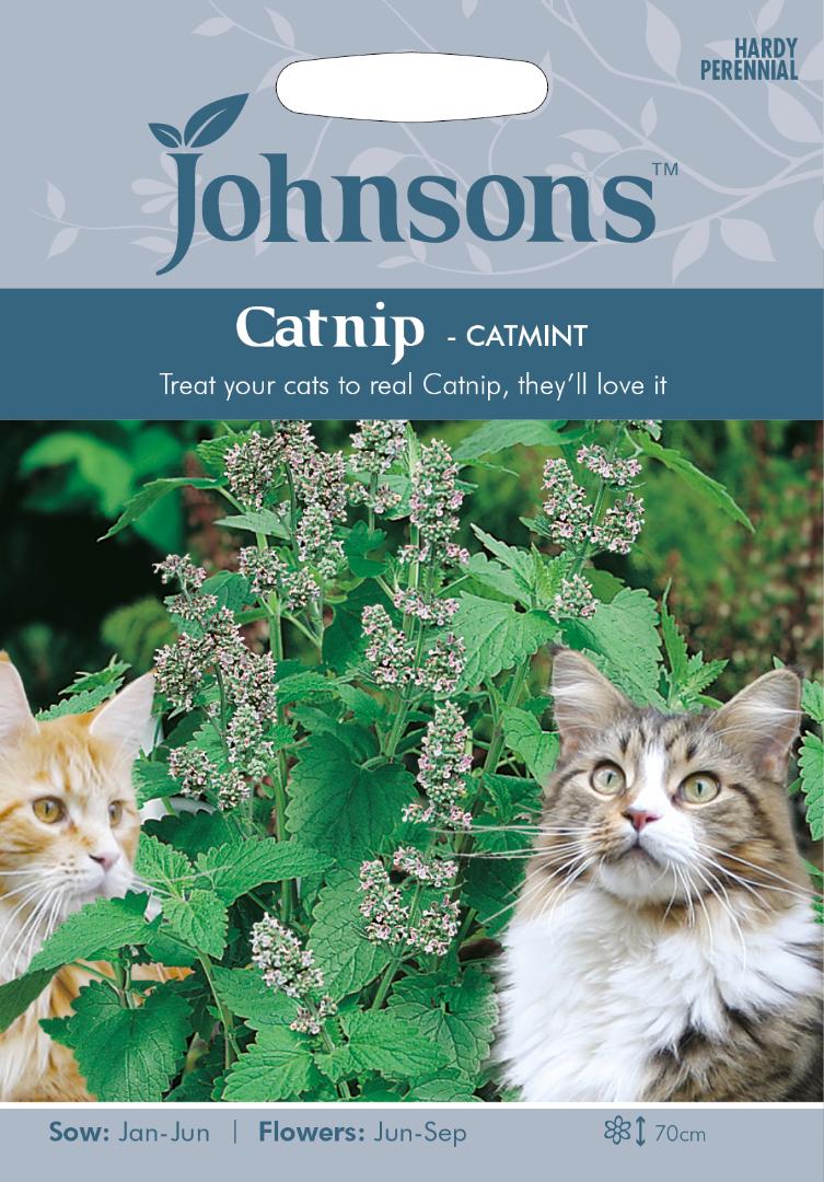 Catnip- Catmint