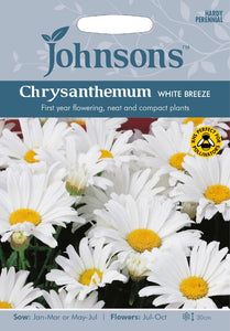 Chrysanthemum White Breeze