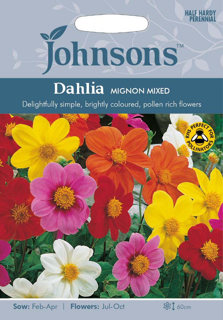 Dahlia Mignon Mixed