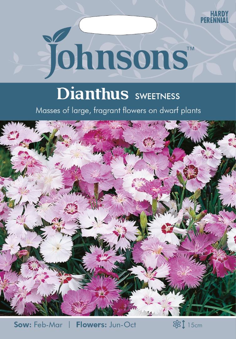 Dianthus Sweetness