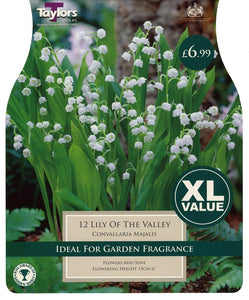 Value Lily Of The Valley