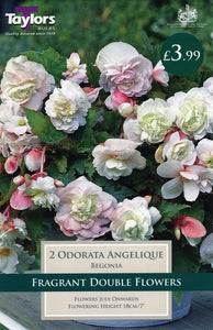 Begonia Odoarata Angelique
