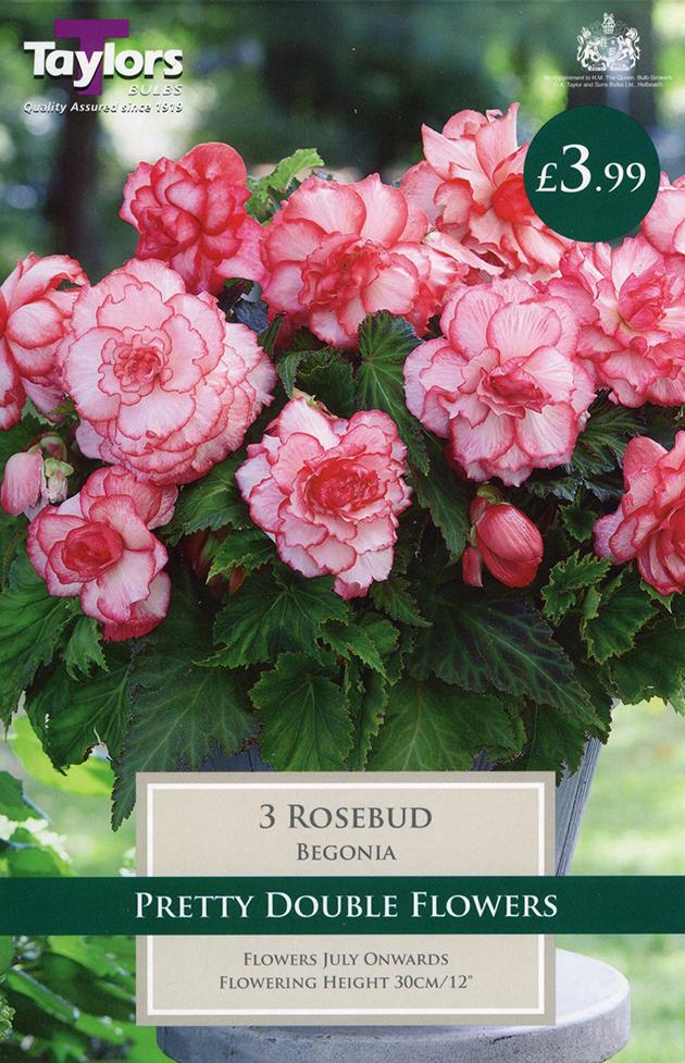Begonia Rosebud