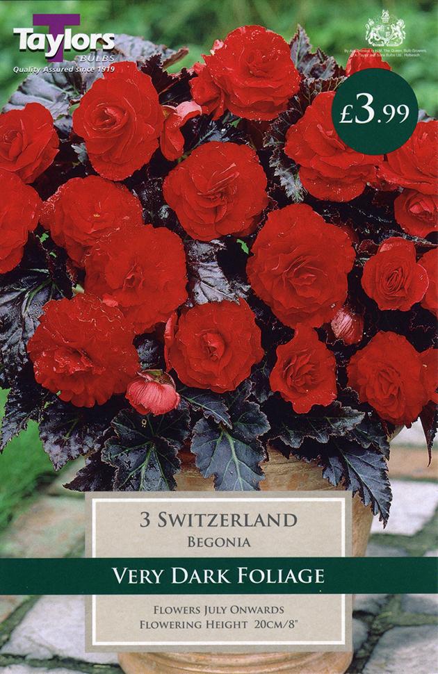 Begonia Switzerland 4-5 Pre-Pack
