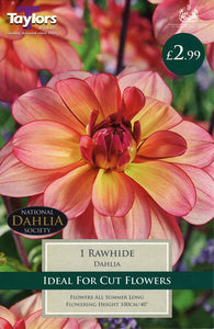 Dahlia Rawhide I Pre-Pack