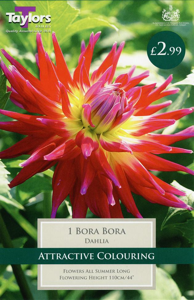 Pre Packs Cactus Dahlia Bora Bora