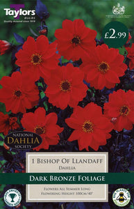Dark Bronze Dahlia Bishop Of Llandaff