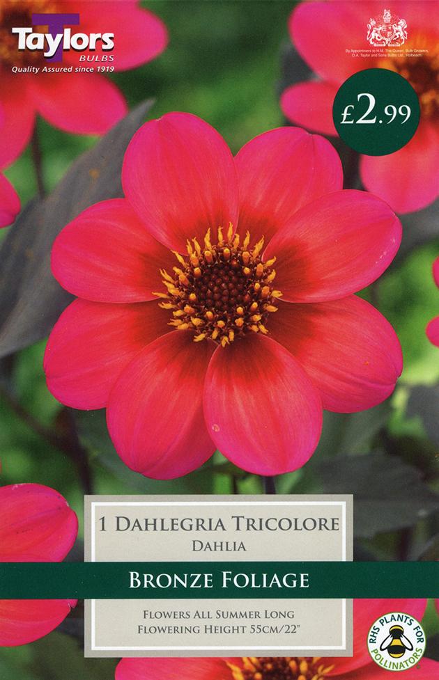 Dahlia Dahlegria Tricolore