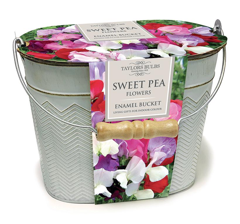 Sweet Pea Oval Planter