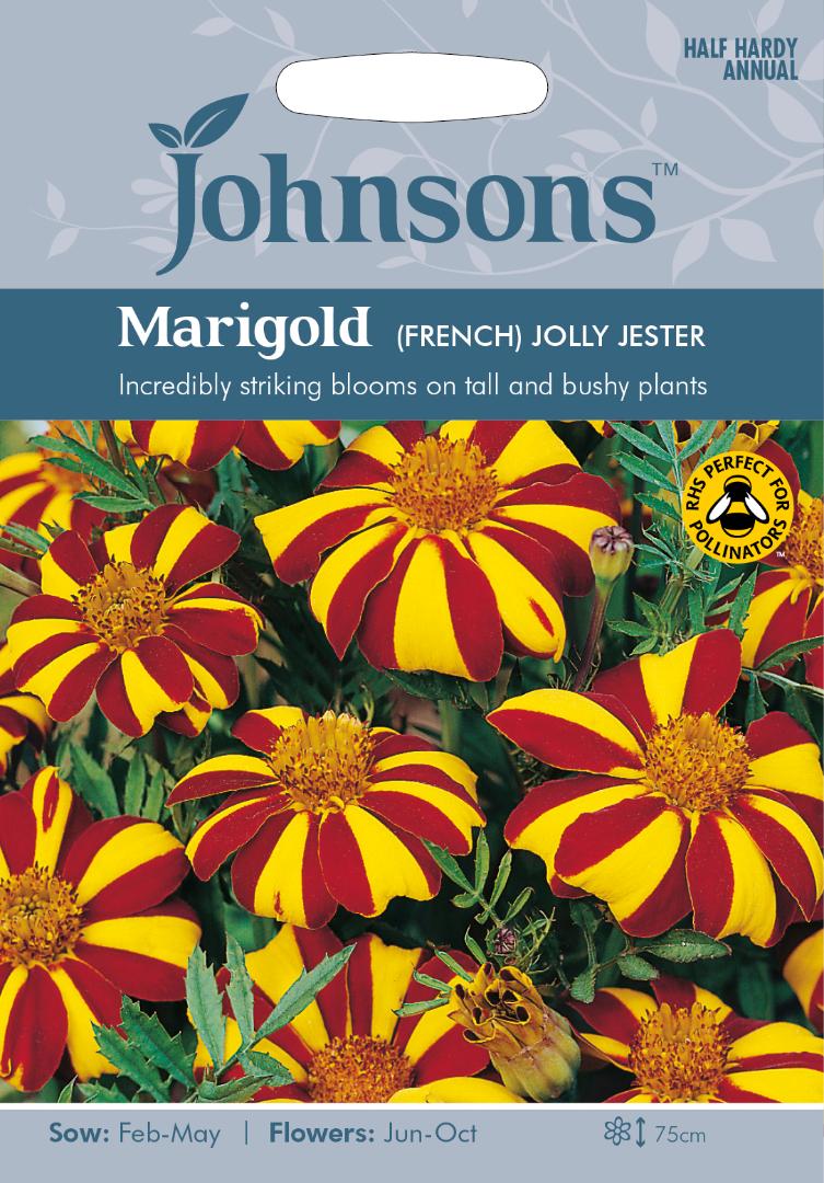 MARIGOLD (French) Jolly Jester