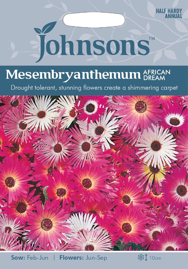 Mesembryanthemum African Dream