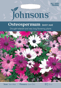 Osteospermum Daisy Mae