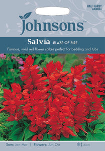 Salvia Blaze of Fire