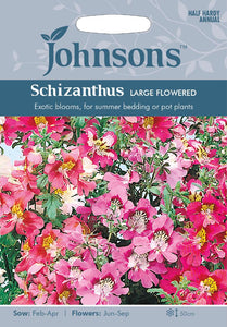 Schizanthus Large Flowered Mixed