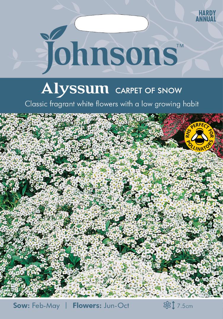 Alyssum Carpet of Snow
