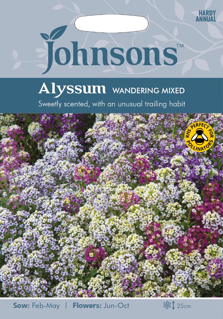 Alyssum Wandering Mixed