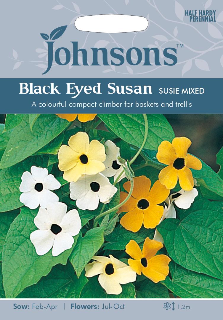 Black Eyed Susan Susie Mixed