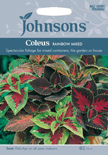 Load image into Gallery viewer, Coleus Rainbow Mixed
