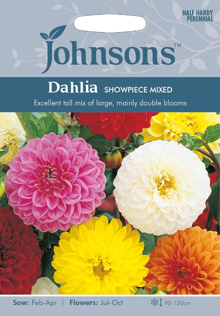Dahlia Showpeice Mixed