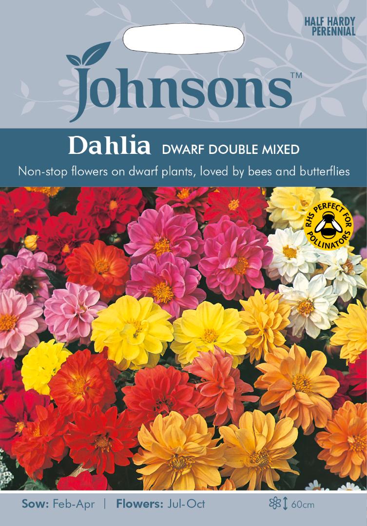 Dahlia Dwarf Double Mixed