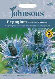 Eryngium Alpinum 'Superbum'